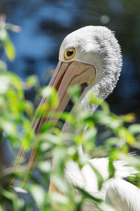 澳大利亚鹈鹕, Pelecanus conspicillatus, 是一个大水鸟的家庭 Pelecanidae, 广泛的内陆和沿