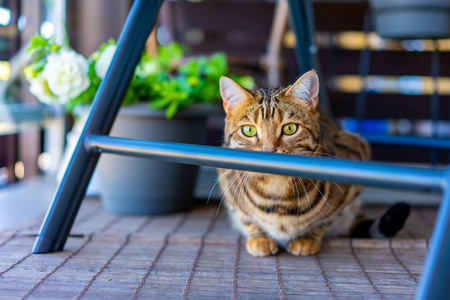 阳台上的猫图片