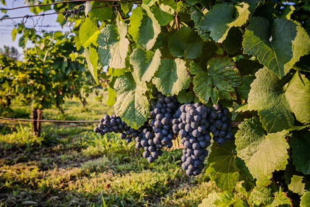 红色葡萄在葡萄园, 巴拉顿湖酒区域, 匈牙利