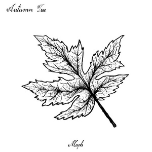 季节季节标志素描图片