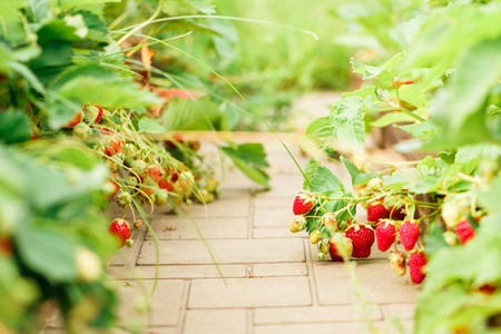 花园小径和悬挂成熟的浆果和草莓灌木, 夏季收获在一个晴朗的日子