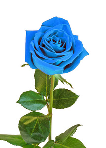 蓝色玫瑰的花，绿的叶子，把门关上，孤立在上的白色背