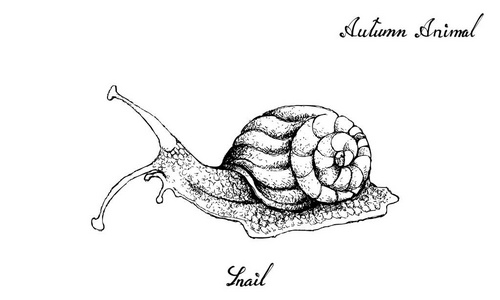 秋天动物, 例证手画蜗牛被隔绝在白色背景.