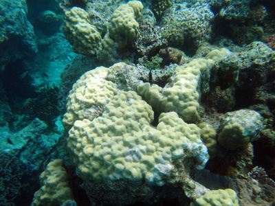 海洋生物, 埃法特, 瓦努阿图的宁静岛