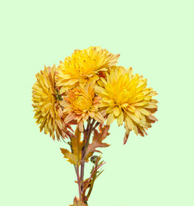 黄色 橙色菊花花 菊花或 chrysanths