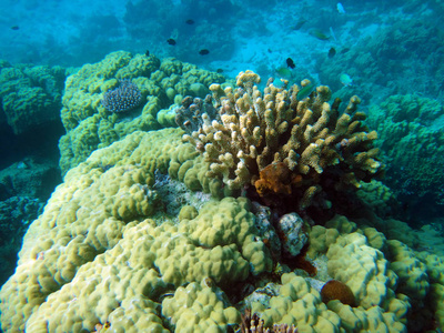 海洋生物, 埃法特, 瓦努阿图的宁静岛