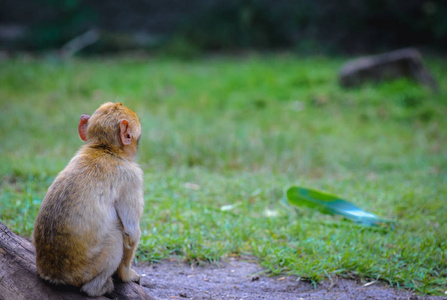 巴里猴猴子也叫巴巴里猿或 magot