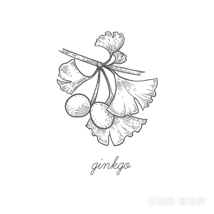 药用植物银杏叶