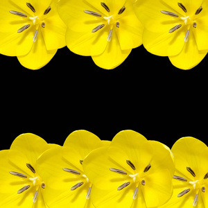 黄色的郁金香花关宏，框架背景