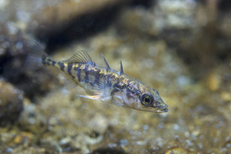 淡水鱼三刺棘 Gasterosteus aculeatus 在美丽干净的磅。水下射击在湖中。野生动物。三刺棘在自然栖所与美