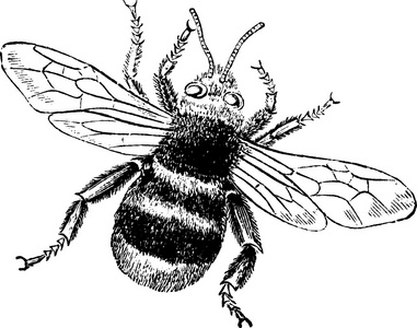 老蜂巢吃法图片