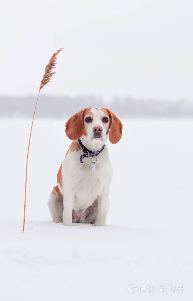 在冬季自然小猎兔犬