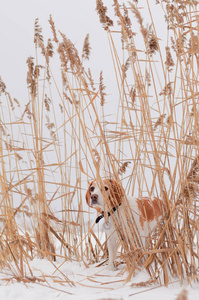 在冬季自然小猎兔犬