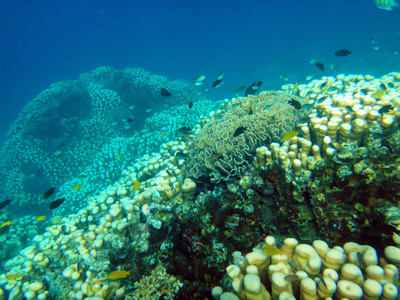 海洋生物, 埃法特, 瓦努阿图的宁静岛