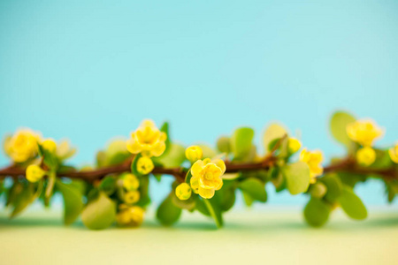 春天开花檗枝以绿叶, 倒钩和黄色花在柔和的彩色纸背景以极小的样式复制空间, 文本模板