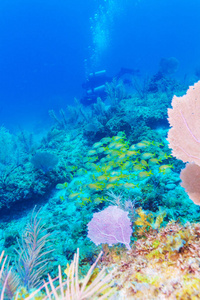水下的场面与热带珊瑚礁的生活