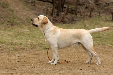 纯种小鹿犬拉布拉多猎犬