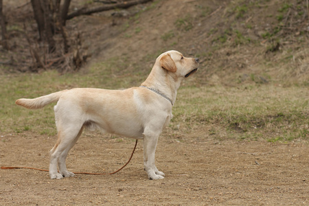 美丽的纯种小鹿犬拉布拉多猎犬