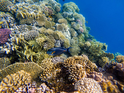 Acanthurus 浅滩浅滩刺尾鱼或浅滩塘