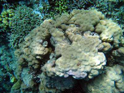 海洋生物, 埃法特, 瓦努阿图的宁静岛