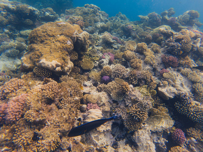 埃及红海的一条五颜六色的鱼和珊瑚景观