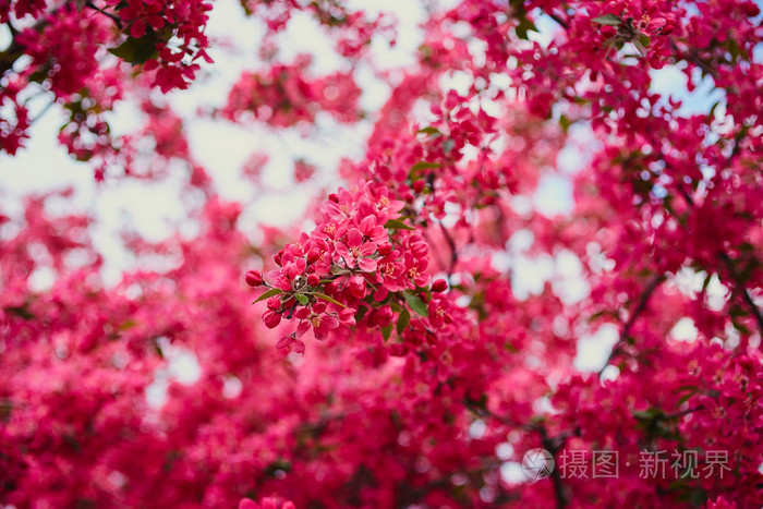 粉红色的春天开花的树