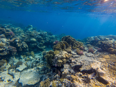 水下全景鱼和珊瑚
