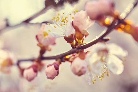 春季开花的树