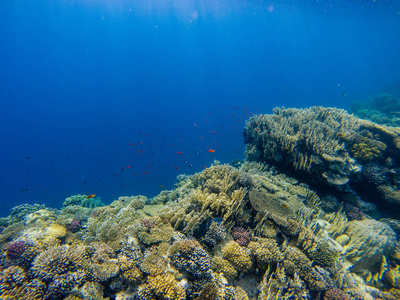 热带小鱼群鱼与净火上红色海礁水下的珊瑚