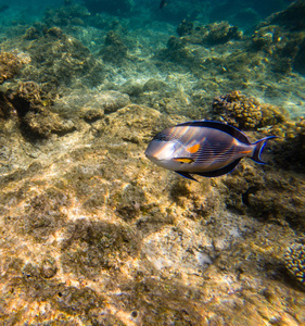 浅滩面刺尾鱼或浅滩塘, Acanthurus 浅滩