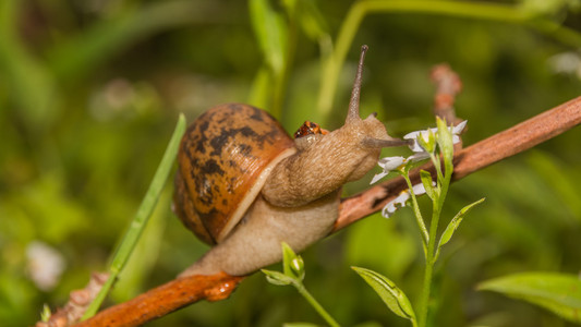 蜗牛 动物和植物