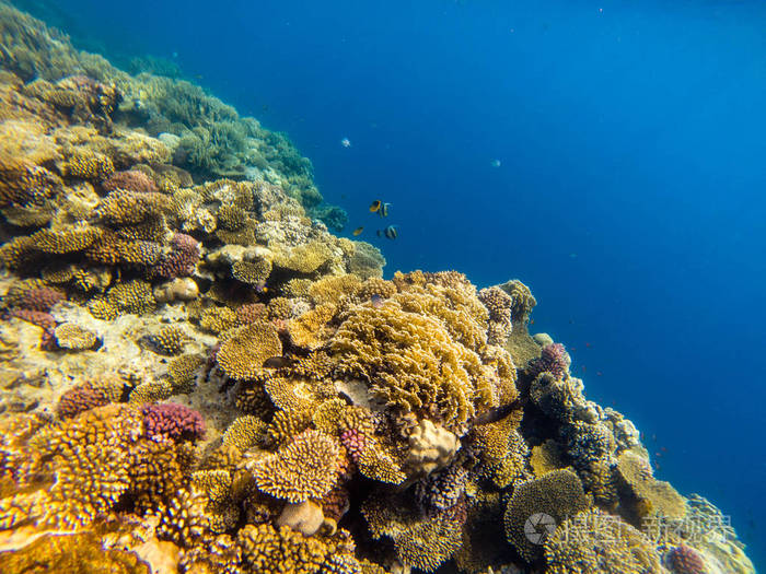 深海或海洋水下珊瑚礁作为背景