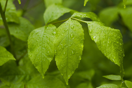 在绿色的树叶上的雨滴