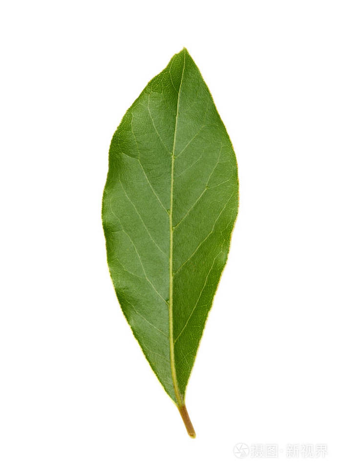 新鲜的绿湾叶子上孤立的白色背景