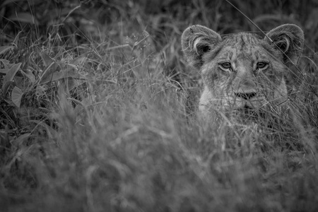 盯着照相机的年轻狮子