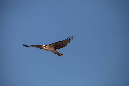 猛禽的猎物潘底翁 haliaetus 飞越蓝色的天空上空的蛤通过在那不勒斯, 佛罗里达州的早晨