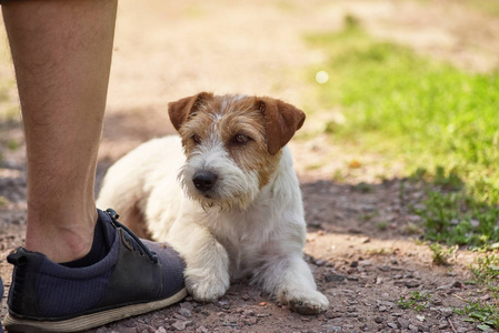 一只小猎犬躺在主人的靴子上。