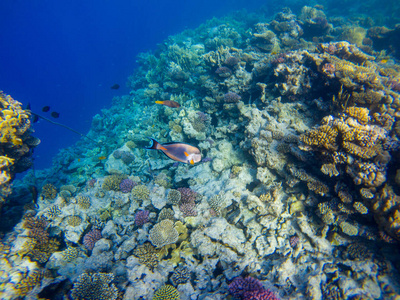 精彩 美丽的海底世界，与珊瑚 热带鱼