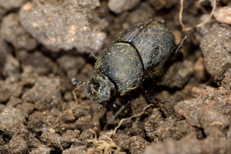 Onthophagus joannae 蜣螂