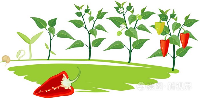 辣椒生长阶段插画-正版商用图片0r3z15-摄图新视界