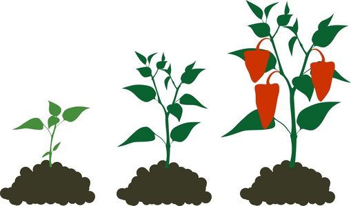 食物背景:番茄胡萝卜南瓜洋葱西兰菜蒜辣椒香草蔬菜载体手绘食物背景