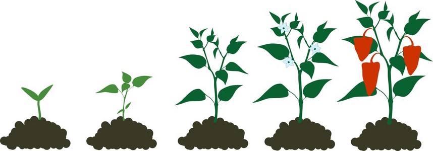 辣椒生长阶段照片