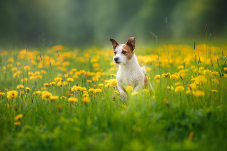 行走的狗杰克罗素梗犬