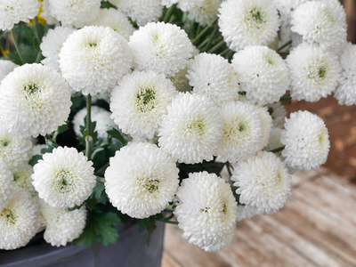 白菊花是泰国清迈山上的一束鲜花。