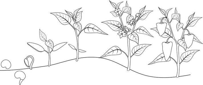 辣椒树的简笔画图片