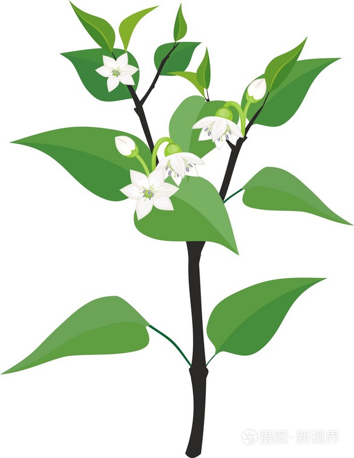 胡椒开花植物