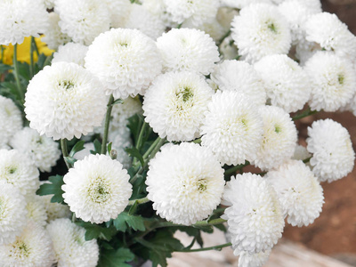 油画静物画, 一束鲜花鲜花一束工作坊花店,制作花束和插花.