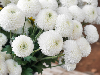 白菊花的花束图片