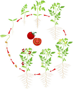 蔬菜生长阶段图片