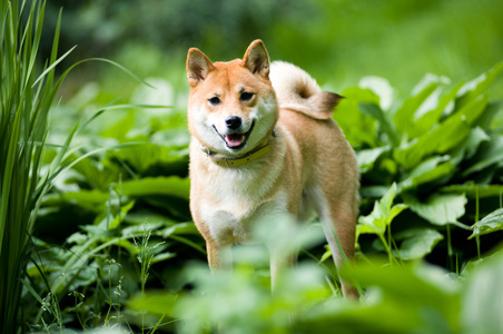 Shiba inu 肖像在夏季户外